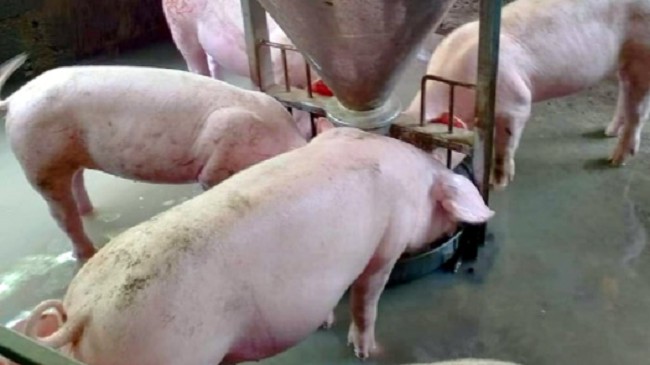 Cập nhật giá lợn hơi hôm nay 15/10/2021: Giảm mạnh tại nhiều địa phương