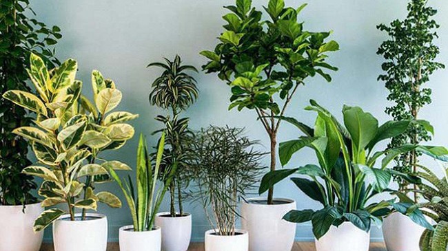 Hướng dẫn nhập khẩu cây cảnh có bầu đất từ Indonesia vào việt Nam