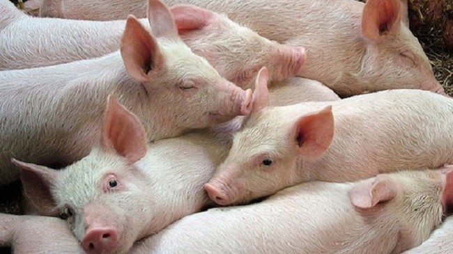 Cập nhật giá lợn hơi hôm nay 17/10/2021: Giảm mạnh ở miền Trung