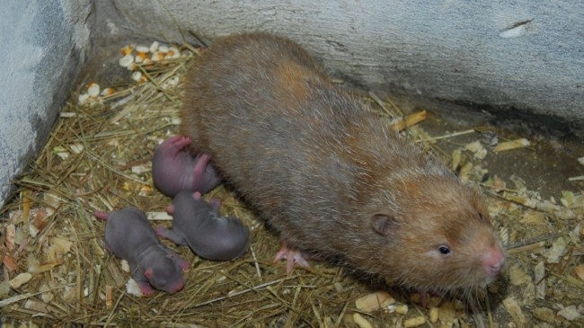 Dúi có phải là động vật hoang dã?