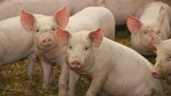 Cập nhật giá lợn hơi hôm nay 19/10/2021: Tiếp tục giảm