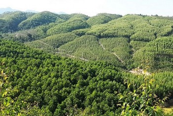 Thủ tục chuyển đổi từ trồng rừng phòng hộ sang trồng keo