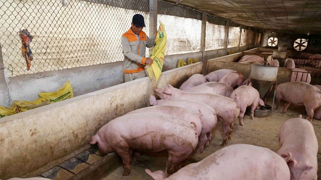 Cập nhật giá lợn hơi hôm nay 25/10/2021: Tăng nhẹ