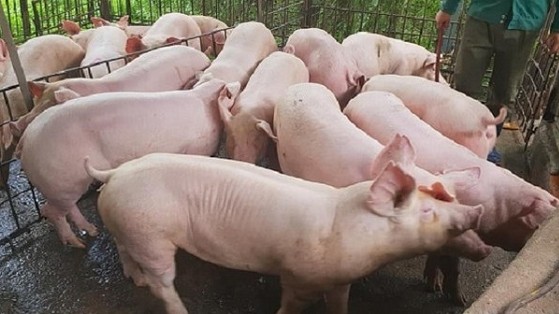 Cập nhật giá lợn hơi hôm nay 26/10/2021: Điều chỉnh tăng trên toàn quốc
