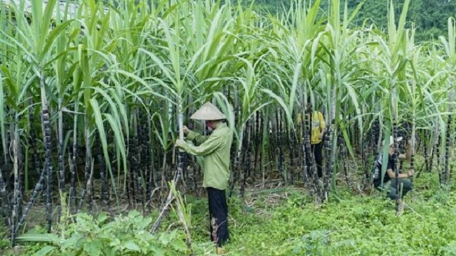 Bản câu hỏi điều tra đối với vụ việc nhập khẩu đường mía