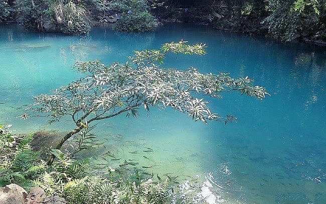 Suối Lê Nin - Trái tim xanh của núi rừng Pác Bó Suối Lê Nin - Trái tim xanh của núi rừng Pác Bó