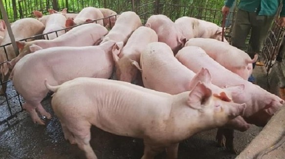 Cập nhật giá lợn hơi hôm nay 28/10/2021: Tiếp tục điều chỉnh tăng mạnh