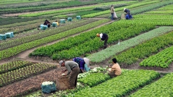 Làm nông nghiệp có được hỗ trợ theo diện lao động tự do?