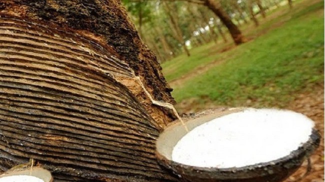 Cập nhật giá cao su hôm nay 30/10/2021: Duy trì đà tăng