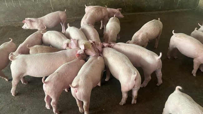 Cập nhật giá lợn hơi hôm nay 31/10/2021: Bật tăng trở lại