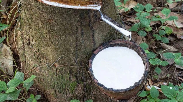 Cập nhật giá cao su hôm nay 03/11/2021: Tăng mạnh tại Trung Quốc