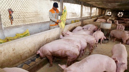 Bộ Công Thương: Giá lợn hơi tiếp tục tăng nhưng không có biến động lớn