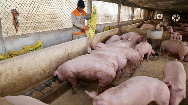 Cập nhật giá lợn hơi hôm nay 6/11/2021: Giảm rải rác ở nhiều tỉnh thành