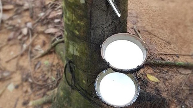 Cập nhật giá cao su hôm nay 06/11/2021: Giảm nhẹ trên thị trường châu Á