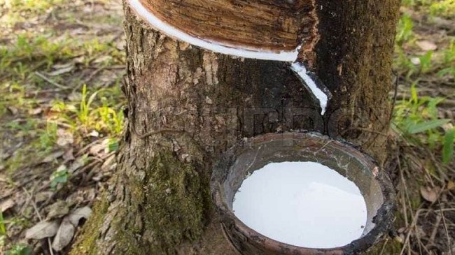 Cập nhật giá cao su hôm nay 09/11/2021: Tăng nhẹ trên sàn Thượng Hải