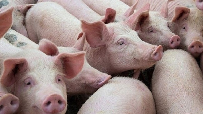 Cập nhật giá lợn hơi hôm nay 11/11/2021: Giảm nhẹ ở miền Nam