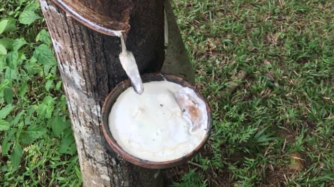 Cập nhật giá cao su hôm nay 11/11/2021: Đồng loạt tăng