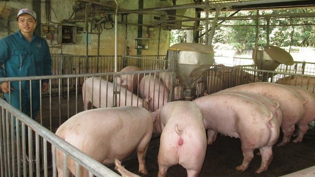 Cập nhật giá lợn hơi hôm nay 12/11/2021: Đứng yên trên cả nước