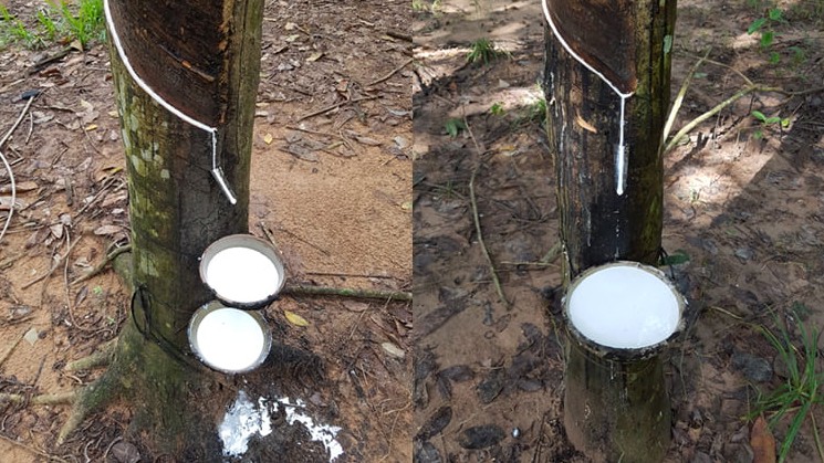 Cập nhật giá cao su hôm nay 13/11/2021: Tăng mạnh trên Sàn Thượng Hải