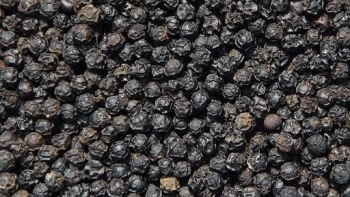 Cập nhật giá hồ tiêu hôm nay 14/11/2021: Tiếp tục giảm