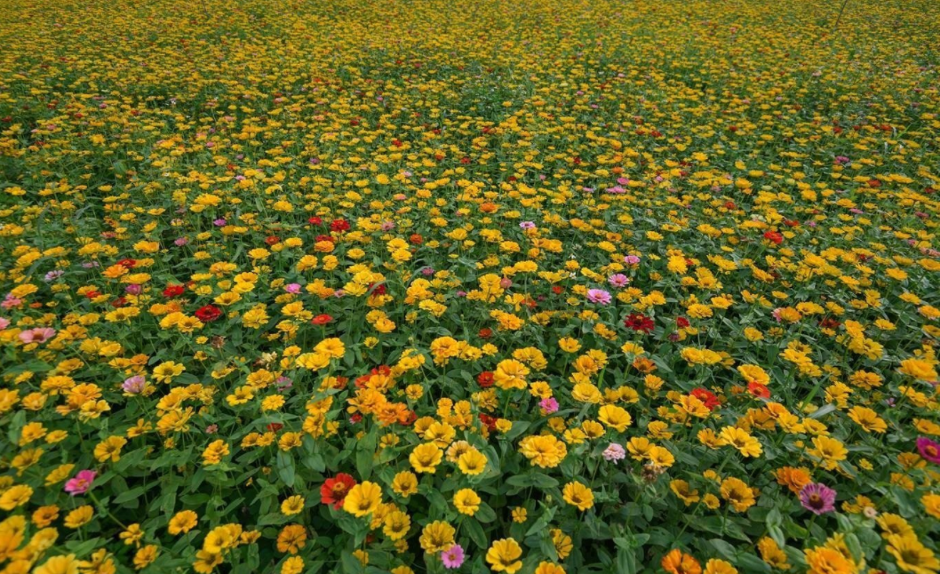 Khám phá thung lũng hoa Bắc Sơn - Thiên đường hoa của xứ Lạng