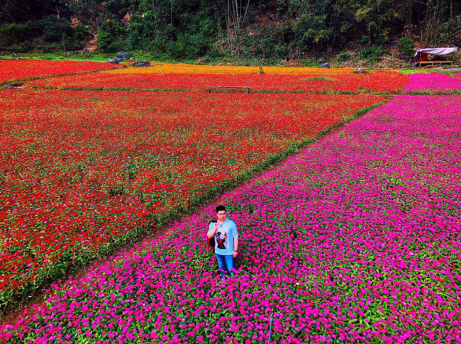 Khám phá thung lũng hoa Bắc Sơn - Thiên đường hoa của xứ Lạng