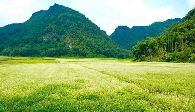 Khám phá thung lũng hoa Bắc Sơn - Thiên đường hoa của xứ Lạng