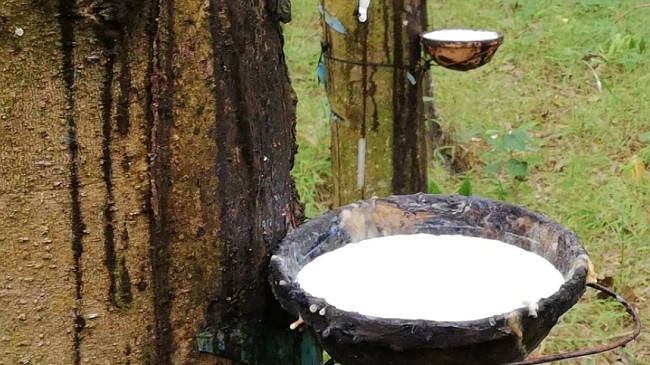 Cập nhật giá cao su hôm nay 16/11/2021: Trái chiều tại các sàn giao dịch châu Á