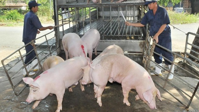 Cập nhật giá lợn hơi hôm nay 19/11/2021: Động loạt giảm