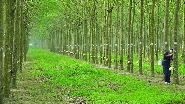 Cập nhật giá cao su hôm nay 19/11/2021: Tăng mạnh tại sàn Thượng Hải