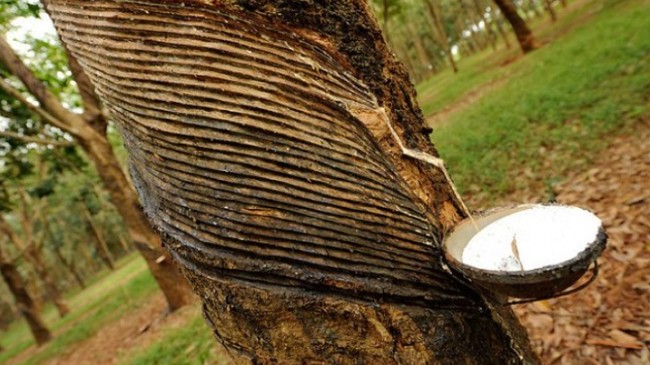 Cập nhật giá cao su hôm nay 20/11/2021: Đồng loạt tăng