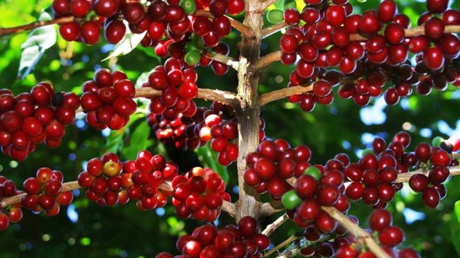 Cập nhật giá cà phê hôm nay 21/11/2021: Giảm 200 đồng/kg trong tuần