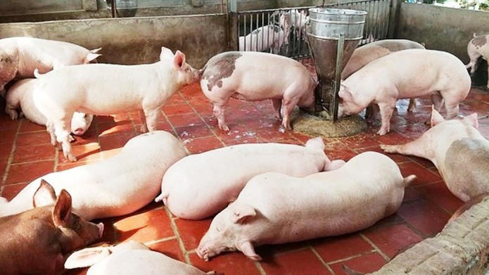 Cập nhật giá lợn hơi hôm nay 21/11/2021: Một tuần giảm mạnh