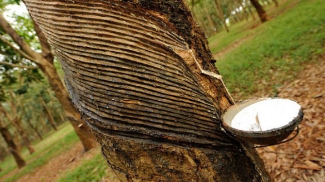 Cập nhật giá cao su hôm nay 21/11/2021: Tăng mạnh trên sàn Thượng Hải