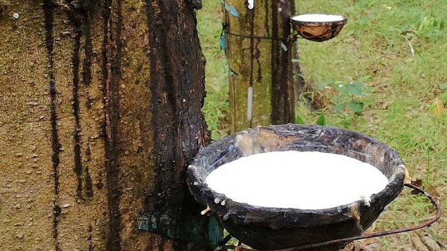 Cập nhật giá cao su hôm nay 22/11/2021: Tăng mạnh tại Nhật Bản