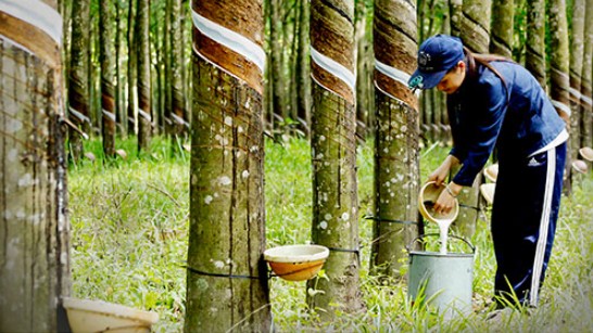 Cập nhật giá cao su hôm nay 23/11/2021: Tăng mạnh trên tại Nhật Bản