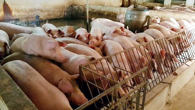 Cập nhật giá lợn hơi hôm nay 24/11/2021: Điều chỉnh giảm tại miến Bắc