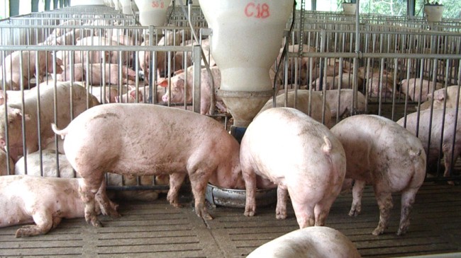 Cập nhật giá lợn hơi hôm nay 25/11/2021: Tăng nhẹ tại miền Bắc