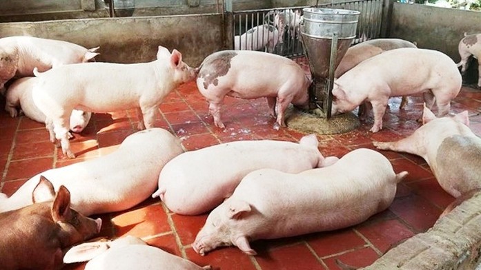 Cập nhật giá lợn hơi hôm nay 27/11/2021: Giảm nhẹ tai miền Bắc