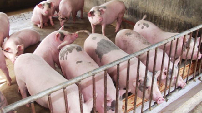 Cập nhật giá lợn hơi hôm nay 28/11/2021: Giảm nhẹ tại miềnTrung