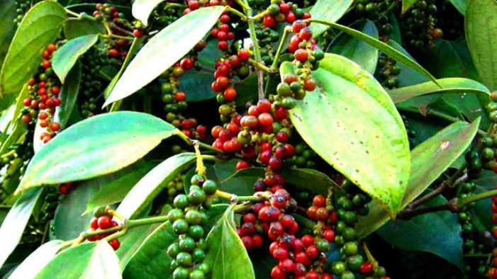 Cập nhật giá hồ tiêu hôm nay 01/12/2021: Đồng loạt tăng