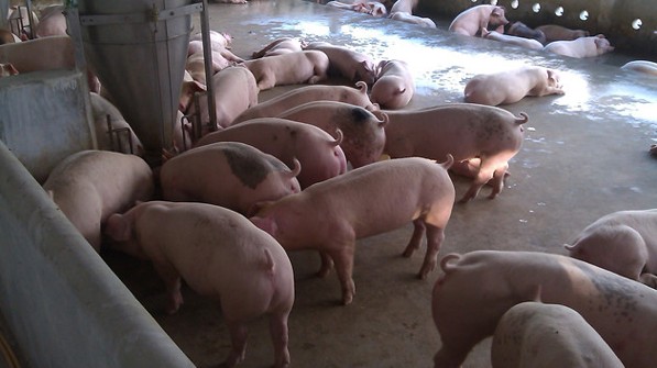 Cập nhật giá lợn hơi hôm nay 4/12/2021: Điều chỉnh tăng ở hai miền Bắc – Nam