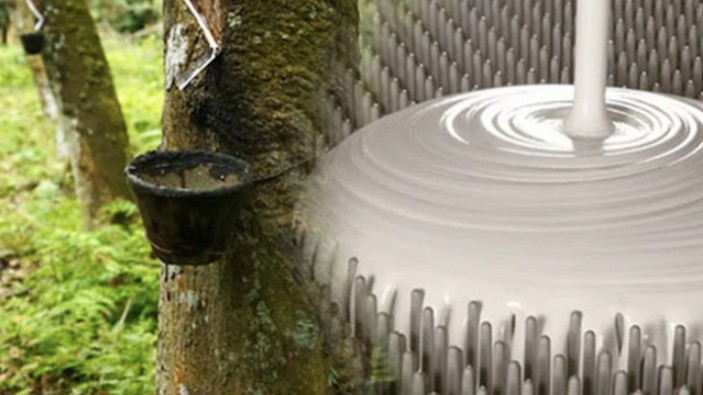 Cập nhật giá cao su hôm nay 4/12/2021: Lao dốc tại Osaka và Thượng Hải