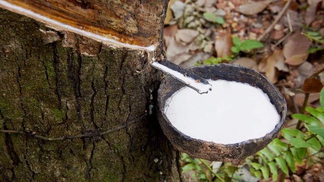 Cập nhật giá cao su hôm nay 6/12/2021: Giảm mạnh tại sàn Osaka và Thượng Hải