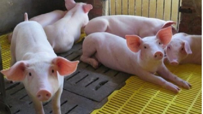 Cập nhật giá lợn hơi hôm nay 8/12/2021: Tiếp tục tăng