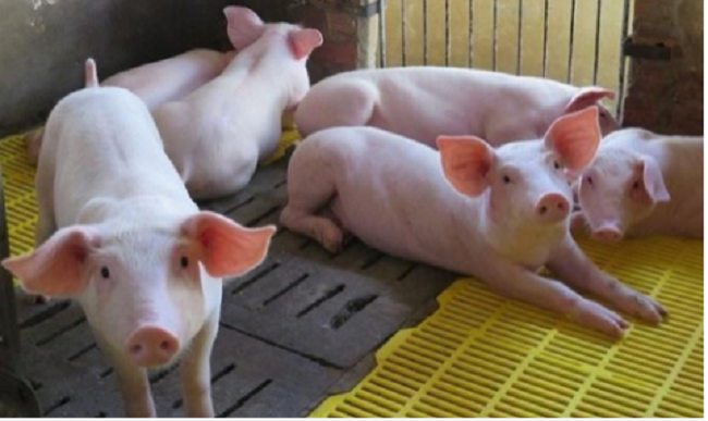 Cập nhật giá lợn hơi hôm nay 8/12/2021: Tiếp tục tăng Cập nhật giá lợn hơi hôm nay 8/12/2021: Tiếp tục tăng