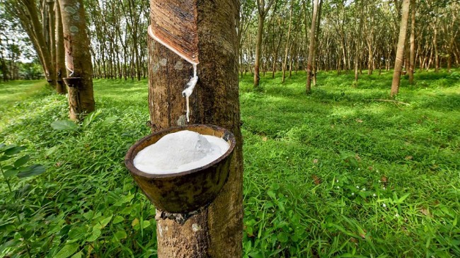 Cập nhật giá cao su hôm nay 8/12/2021: Đồng loạt giảm trên sàn Châu Á