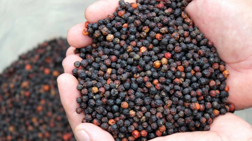 Cập nhật giá hồ tiêu hôm nay 9/12/2021: Đồng loạt giảm