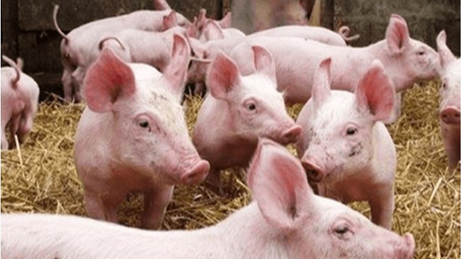 Cập nhật giá lợn hơi hôm nay 9/12/2021: Đi ngang tại nhiều tỉnh thành