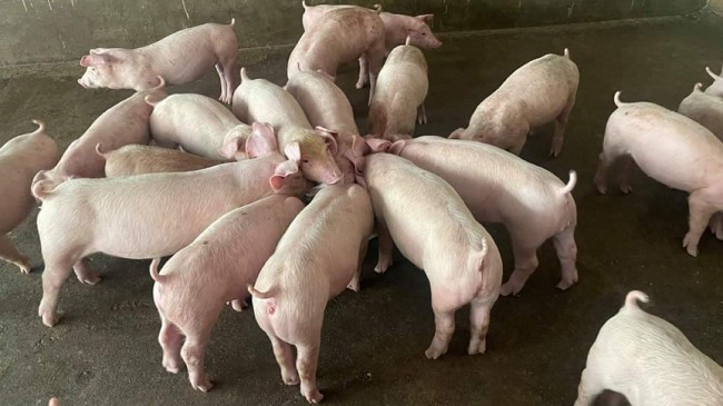 Cập nhật giá lợn hơi hôm nay 10/12/2021: Tăng nhẹ tại miền Trung, Tây nguyên và miền Nam